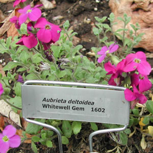 Aubrieta deltoidea Whitewell Gem